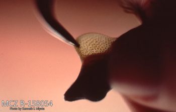 Media type: image;   Herpetology R-158054 Description: Photo of animal in life, taken in the field by Dr. Kenneth Ichiro Miyata. A slide of the photo was scanned in 2012 by Melissa Wooley.;  Aspect: head lateral